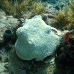 Devastating ‘White Plague’ Smothering Coral Reefs In Southern Florida and Beyond