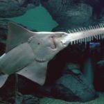 Caribbean Countries Agree To Protect Endangered ﻿ Largetooth Sawfish
