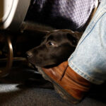 American Airlines Is Grounding Emotional-Support Animals; USDOT Cleared Way For Crackdown