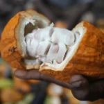 Cocoa grown illegally in a Nigerian rainforest heads to companies that supply major chocolate makers