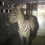 Escaped zebra captured near Seattle after gallivanting around Cascade mountain foothills for days