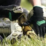 Grand prize winner removed 20 Burmese pythons from the wild in Florida challenge