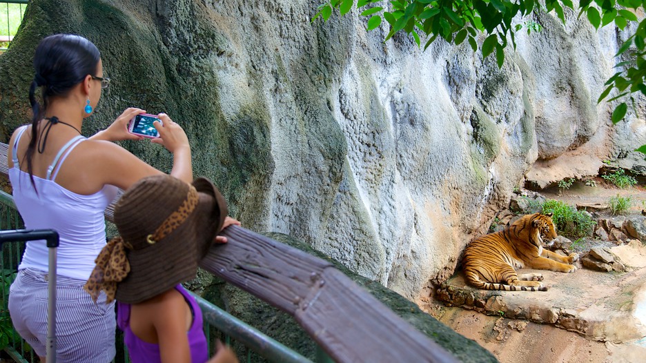 Puerto Rico Considers Closing Mayaguez Zoo After Puma Dies, Mulls Transferring Remaining Animals Because of Financial Crisis