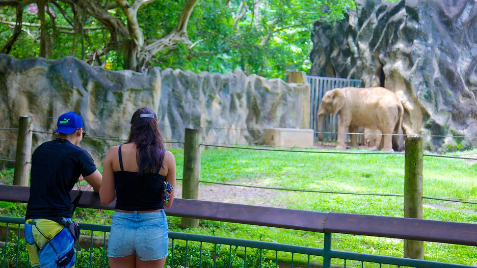 Puerto Rico Considers Closing Mayaguez Zoo After Puma Dies, Mulls Transferring Remaining Animals Because of Financial Crisis