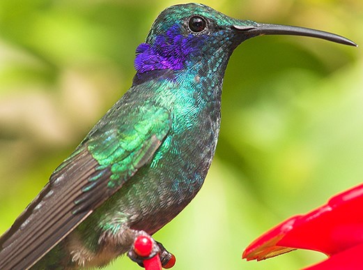 Green Hummingbird Amazes Grieving Daughter With 'Heaven-Sent' Cheer After Death Of Her Mother