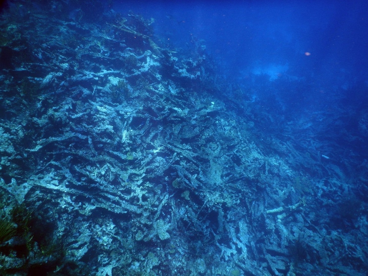 USGS STUDY: As Coral Reefs Die Off, Huge Swaths of the Ocean's Seafloor Are Deteriorating Along With Them