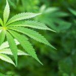 St. Thomas and St. Croix Postal Workers Plead Guilty To Bringing 308 Pounds of Marijuana Through The U.S. Mail