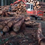 MOURNING WOOD: Guyana Gets A Woodie Over American and Canadian Wood Imports And Wants To Impose Duty Taxes On It
