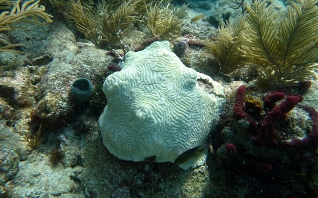 Devastating 'White Plague' Smothering Coral Reefs In Southern Florida and Beyond