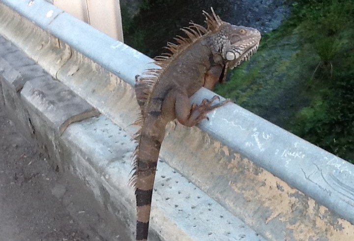 NIGHT OF THE IGUANA: Now That The Iguanas Have Invaded From St. Thomas and Are Part of Our Ecosystem ... What Next?