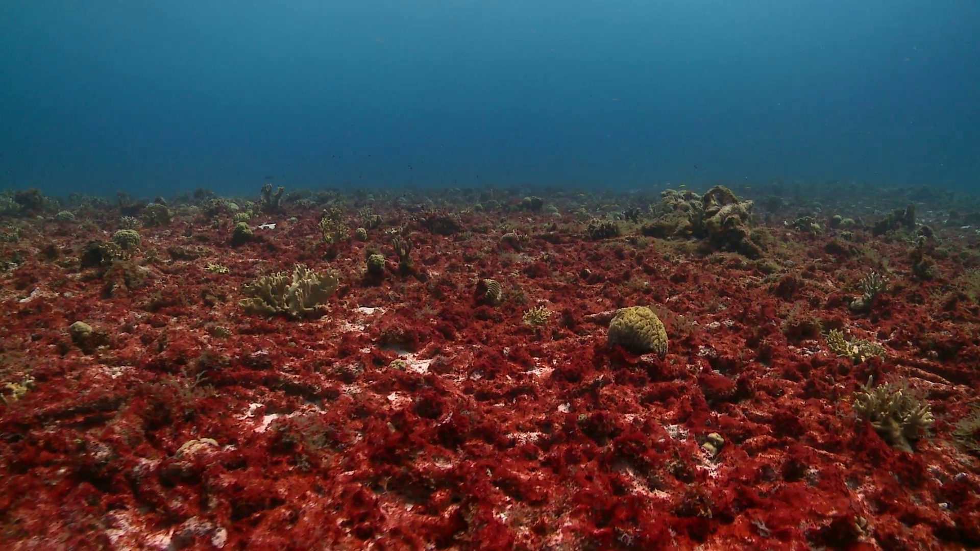 MEXICAN CARIBBEAN: Algae and Sponges Are Choking Off Oxygen To The World's Coral Reefs
