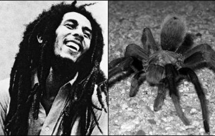 BIG UP? Australian Scientists Name High-Spirited, Hairy Spider After Reggae Legend Bob Marley