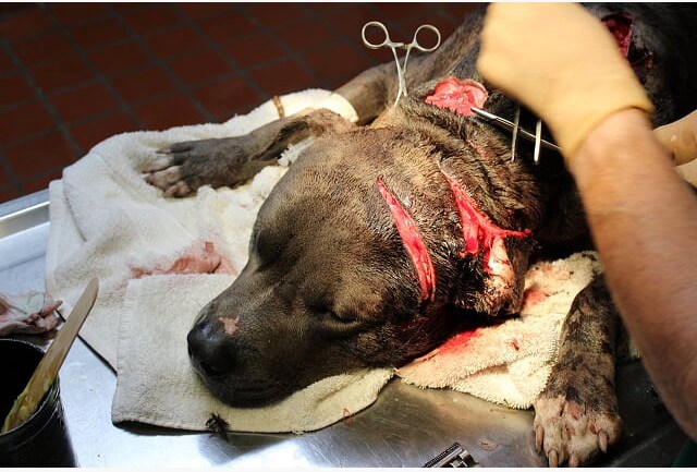 Police Say They Are Investigating Who Slashed Pit Bull With Machete In Estate Strawberry