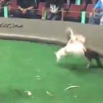 Double Murder At St. Croix’s Coliseum Cockpit Saturday … The Second One In Less Than A Year