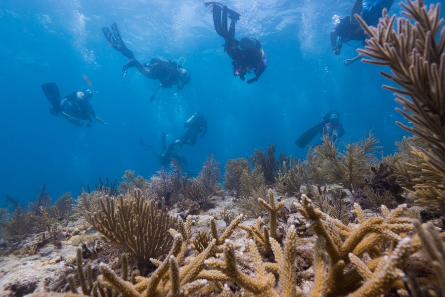 Scientists Know If They Can Protect Coral, They Can Preserve Foundation of Caribbean