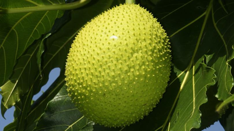 NEW GREAT WHITE HOPE FOR ST. CROIX? Breadfruit Whiskey: Chesapeake Bay Distillery Says It's On