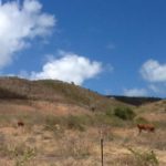 AGRICULTURE: Large Animal Owners Should Take Steps To Deal With Drought-Like Conditions