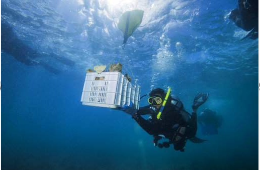 HURRICANE RECOVERY: Crew With Seeds, Corals Restore Environment in Puerto Rico