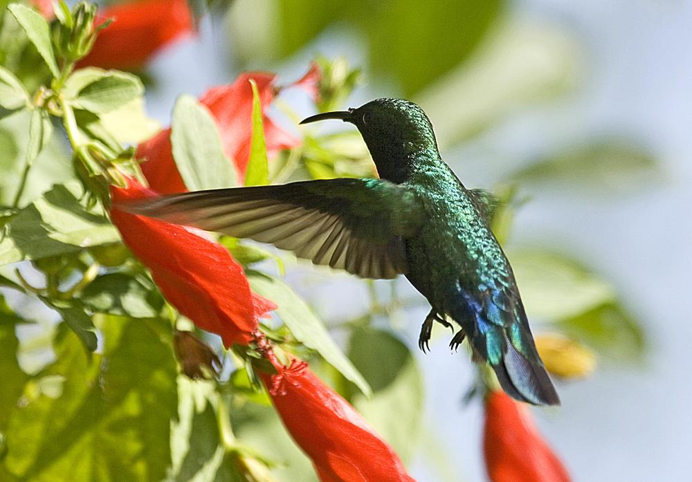 COPENHAGEN STUDY: Caribbean Hummingbirds' Environment Determines Birds' Physical Traits