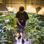 Compliance Check On Registered Sex Offender’s House in Mt. Pellier Reveals Mini Marijuana ‘Grow House’