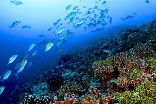 UBC STUDY: Coral Reefs Protect The Caribbean's Fish From Impacts of Global Warming