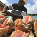 CONCH: It’s What’s For Dinner Here … But How Long Will The Supply Last?