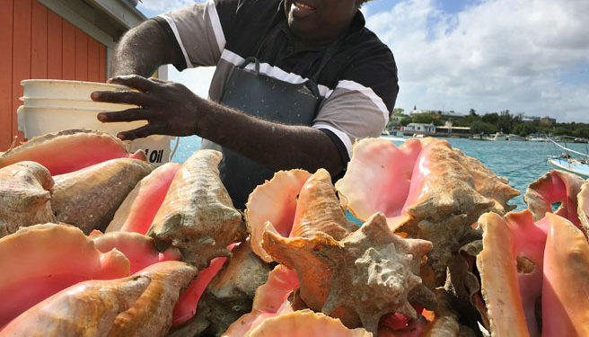 CONCH: It's What's For Dinner Here ... But How Long Will The Supply Last?