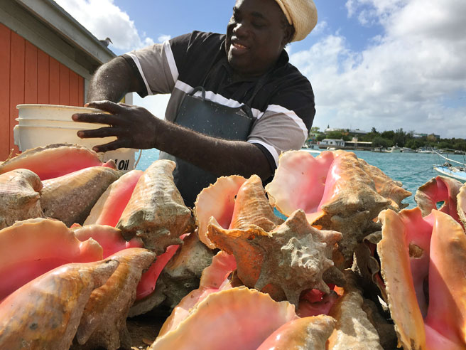 CONCH: It's What's For Dinner Here ... But How Long Will The Supply Last?