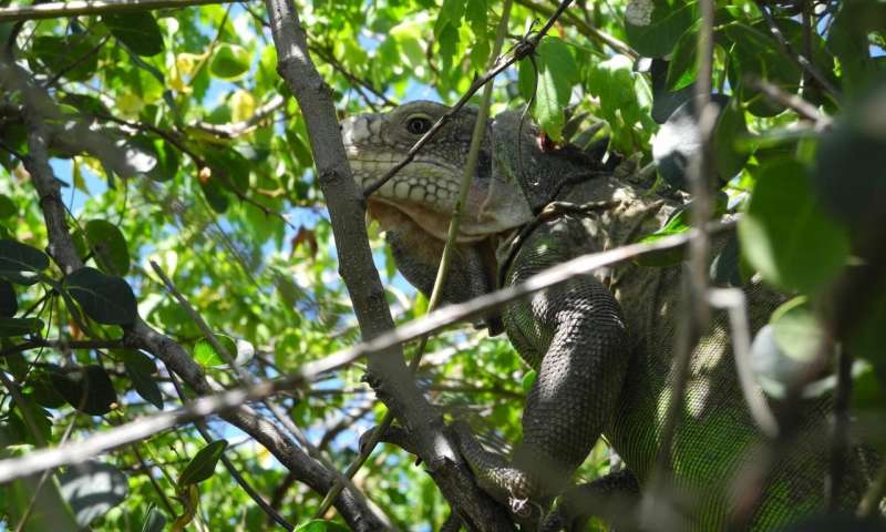 Conservationist Visiting Anguilla Says Antillean Iguana Going Extinct On Other Islands