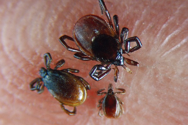 BUG OFF! Ticks, Mosquitoes and Fleas: Products of Summer Weather ... On Increase
