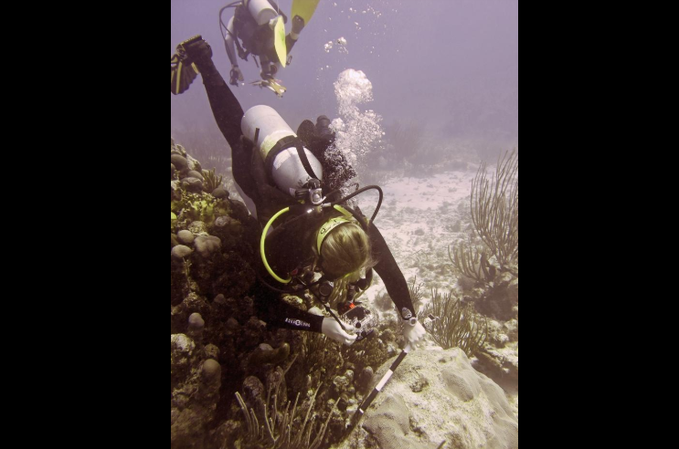 'Firebreak' Halts Coral Disease in Short-Term Study at Buck Island in St. Croix