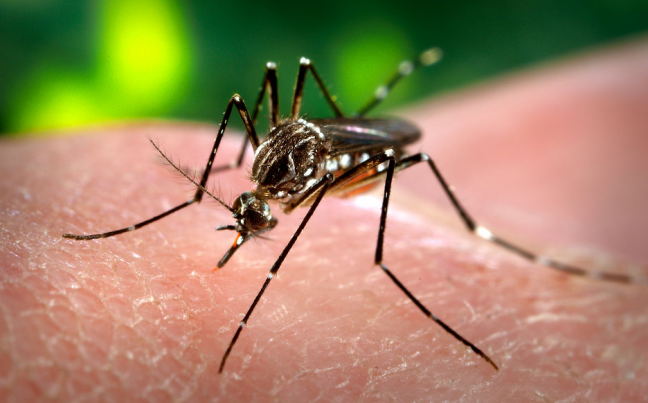 CARPHA: Dengue Cases Increasing In Latin America ... Caribbean Region Could Be Next