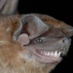 UVI Professor Asks Homeowners Who Find Bats to Get Expert Help Relocating Them