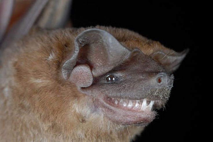 UVI Professor Asks Homeowners Who Find Bats to Get Expert Help Relocating Them