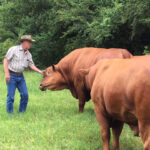 Governor Congratulates Senepol Cattle Breeders on 100th Anniversary in St. Croix