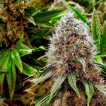 St. Thomas Man Faces 12 Years In Prison On Marijuana Smuggling, Illegal Gun Charges