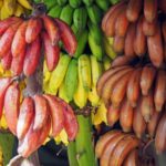 Guadeloupe Produces Disease-Resistant Banana That Is Also Organic At Cirad