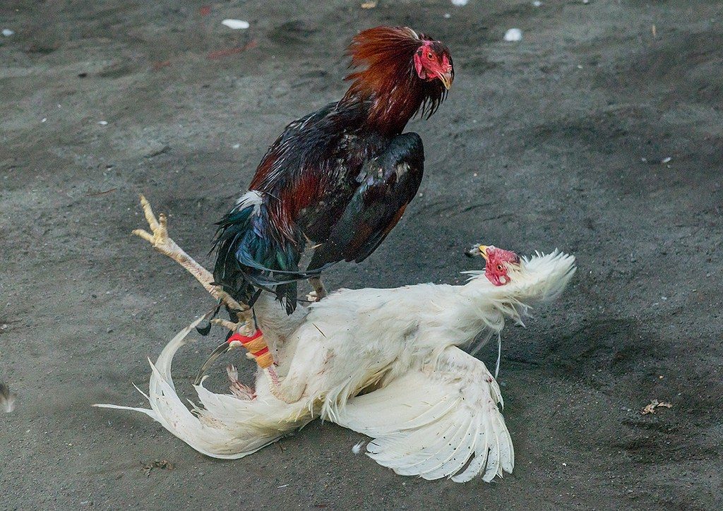 Cockfighting Ban Poised To Take Effect In USVI, Puerto Rico