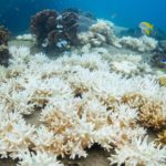 Global Conference On Coral Reef Restoration Takes Place in Florida