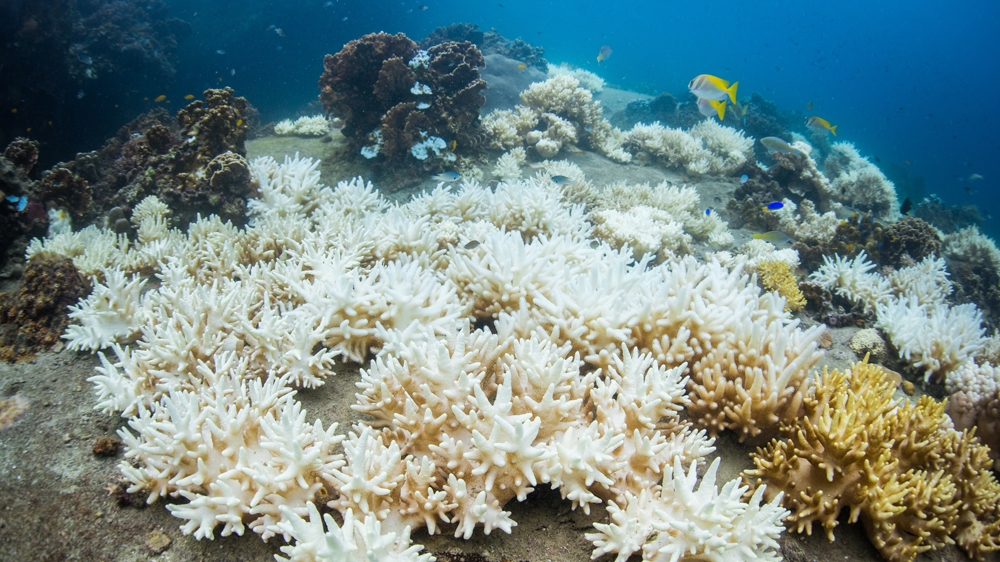 Global Conference On Coral Reef Restoration Takes Place in Florida