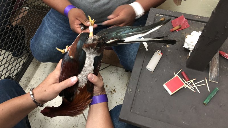 Puerto Ricans Feel Federal Government Ambushed Them With Cockfighting Ban