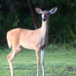 DPNR Sets Up Permitting So Hunters Can Begin Culling Local Deer Population
