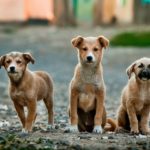 Mutts and Moggies, Or Pure Pedigrees – Which Pets Make The Best ESAs?