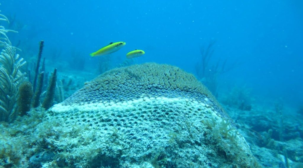 DPNR: Stony Coral Tissue Loss Disease Found on St. Thomas ... Report Sightings