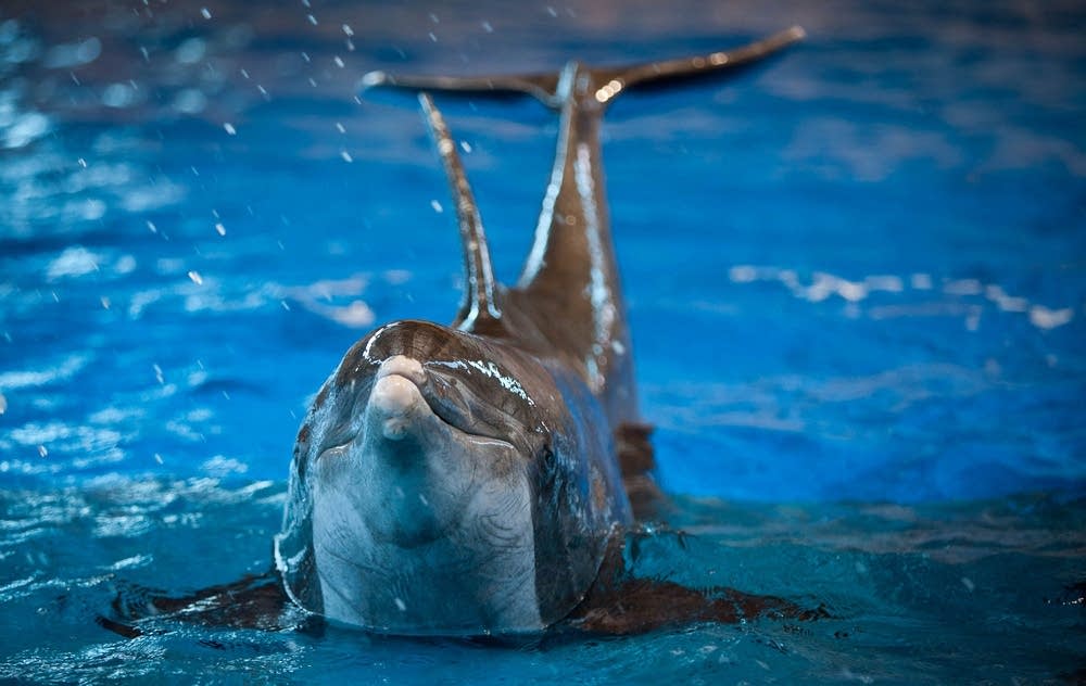 GUEST EDITORIAL: Opposition To Dolphin 'Sanctuary' on St. Thomas Forms Along Humane Lines