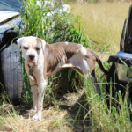VIPD ANIMAL CRUELTY INVESTIGATOR: Union Mount Washington Man Charged With Animal Abuse