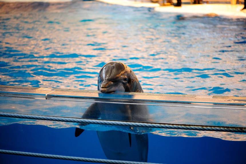 Two Dolphins Removed From Arizona To St. Thomas Have Never Lived In Ocean Environment