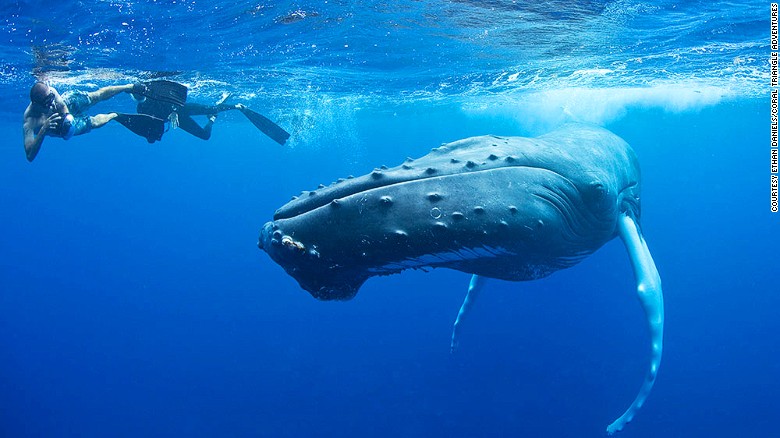 ‘Good Morning America’ Swims With The Whales In The Dominican Republic