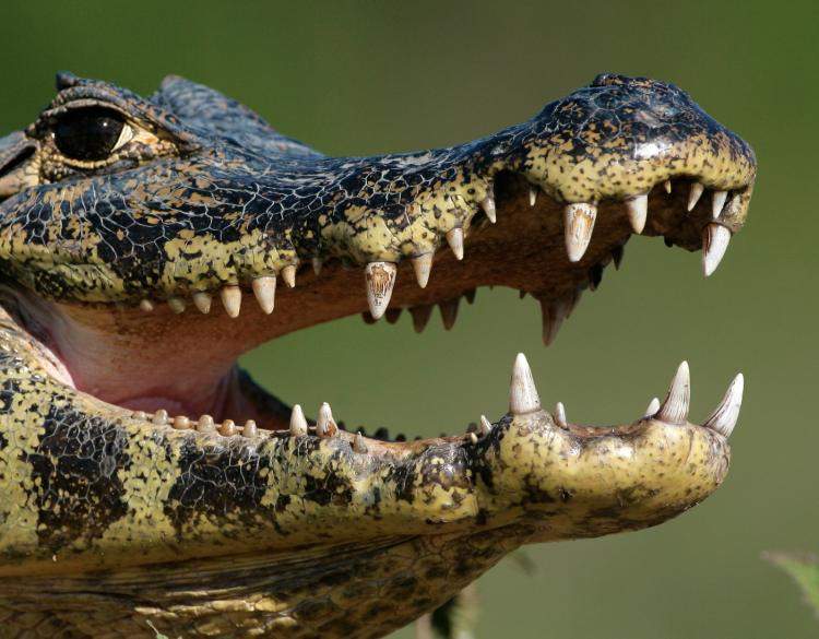 'Operation Crocodile' Nets 75 People On Drug Charges ... Dealers Fed Rivals To Pet Caimans