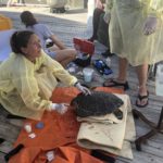 Coral World Ocean Park Team Rescues Sea Turtle At Bolongo Bay Cliffs
